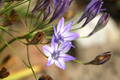 Free Triteleia Garden photo and picture