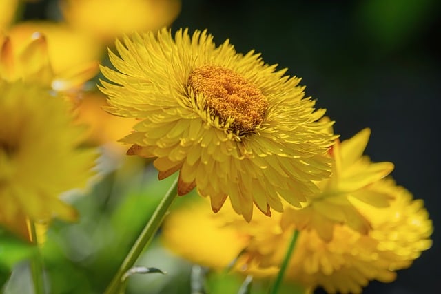 Free Flower Floral Background photo and picture