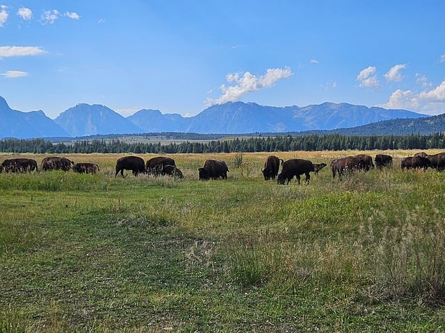 Free Bison Grand Teton photo and picture