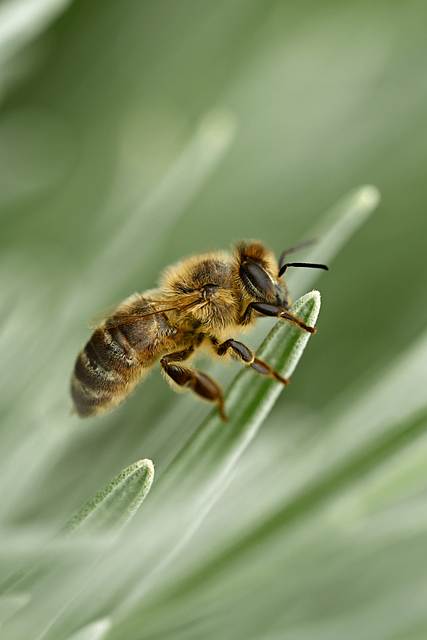 Free Bee Insect photo and picture