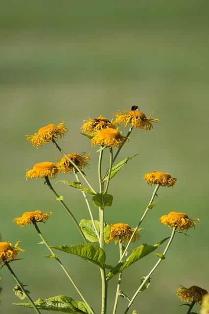 Free Flower Yellow photo and picture