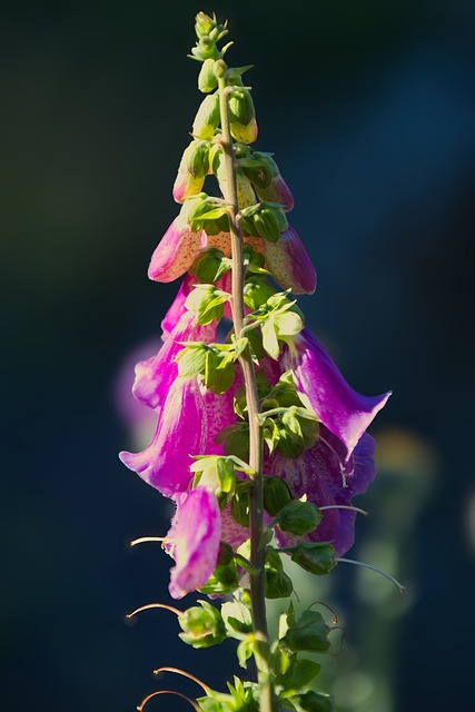 Free Flower Foxglove photo and picture