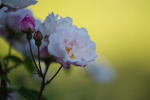 Free Flower Rose photo and picture