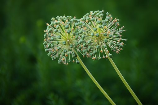 Free Flower Green photo and picture