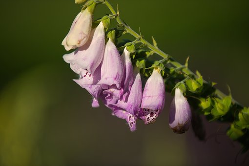 Free Flower Purple photo and picture