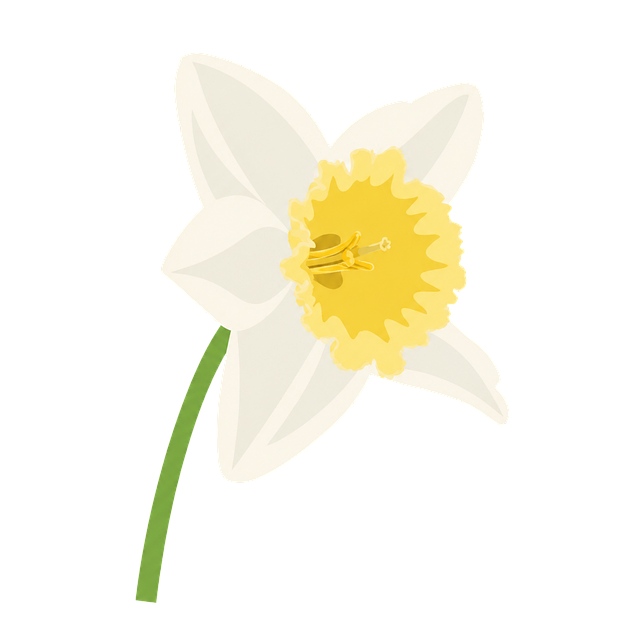 Free daffodil flower spring vector