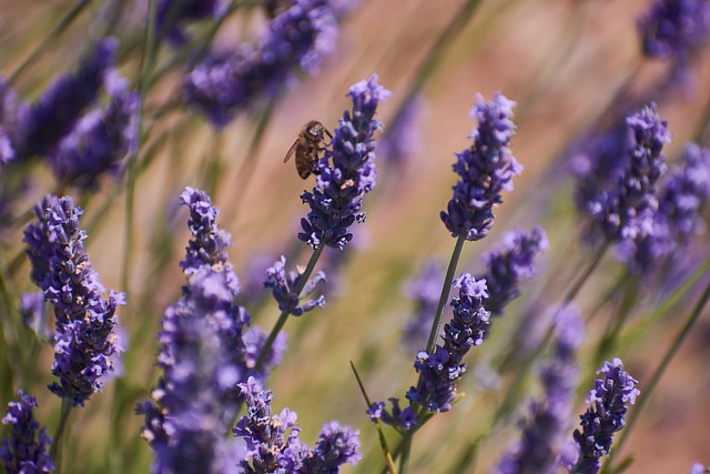 Free Lavender Bee photo and picture