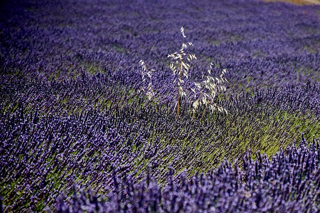 Free Lavender Field photo and picture