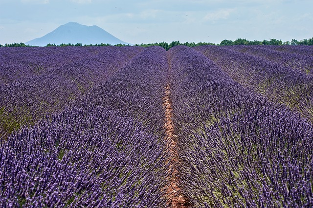 Free Lavender Field Purple Color photo and picture