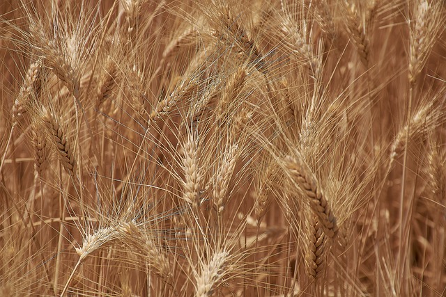 Free Wheat Field photo and picture