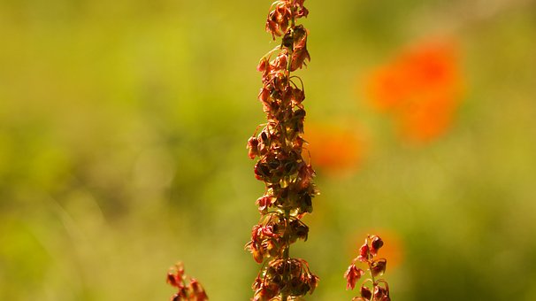 Rød Eng Blomst, Sommer, Sløret Baggrund