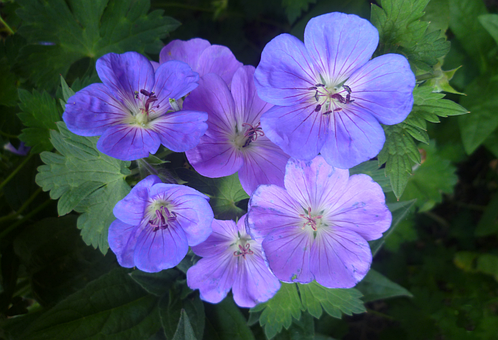 Free Geranium Rozanne Perennial Plant photo and picture