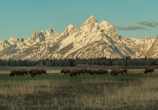 Tetoni, Wyoming, Bizoni, Peisaj, Natura