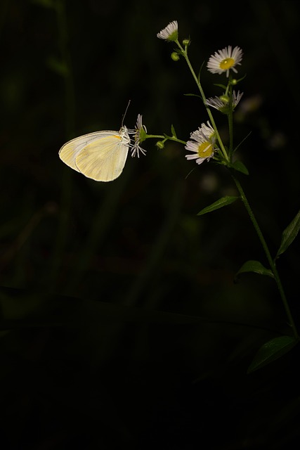 Schmetterling, Flügel, Sommer, Blume