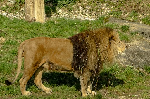 Löwe, Natur, Tier, Raubtier, Wildtiere
