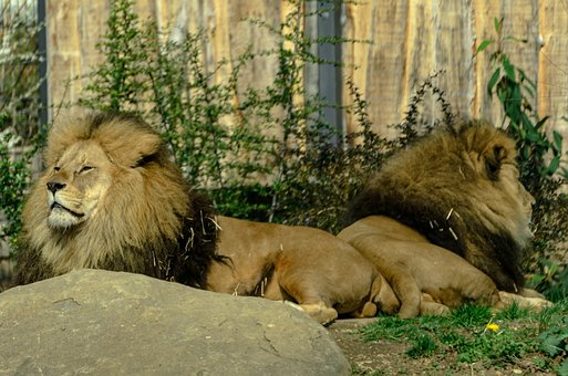 Löwen, Natur, Safari, Katze, Raubtier