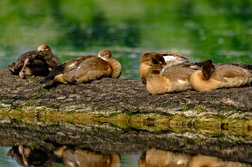 Nilgans, Natur, Wildtiere, Federn