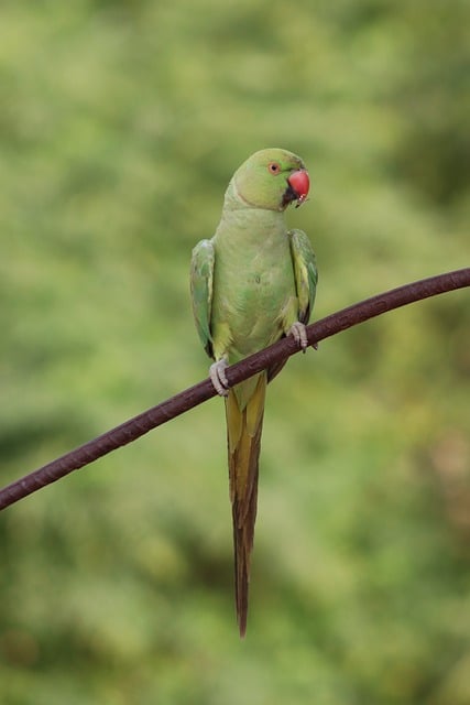 Loro, Verde, Percha, Naturaleza, Fondo