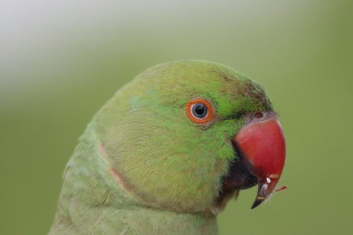 Loro, Verde, Naturaleza, Animal
