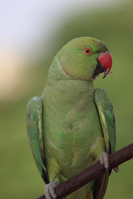Loro, Verde, Naturaleza, Vida Silvestre