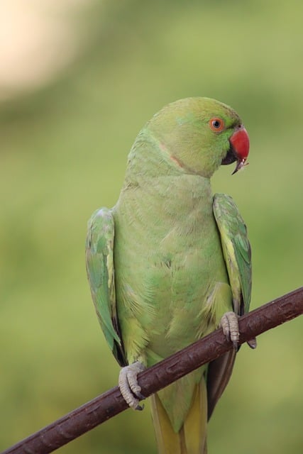 Loro, Verde, Naturaleza, Pájaro