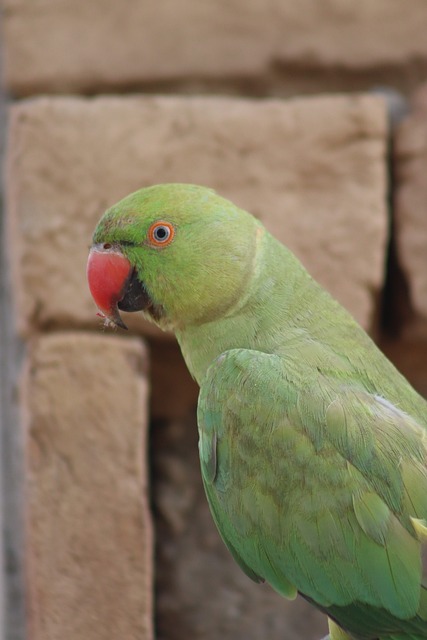 Loro, Pájaro Verde, Pico Rosa