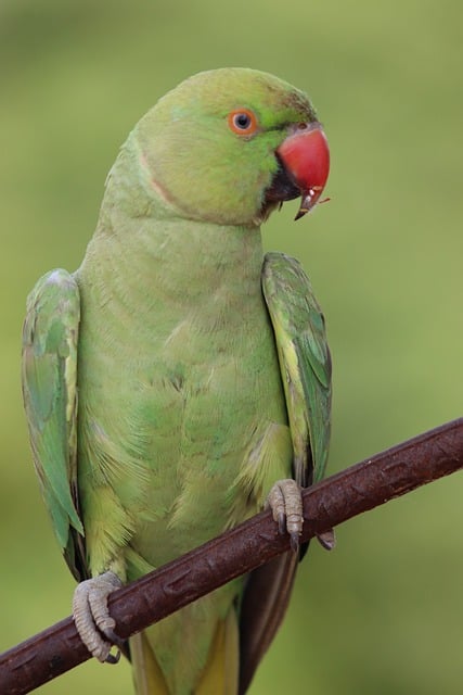 Papagayo, Verde, Animal, Naturaleza