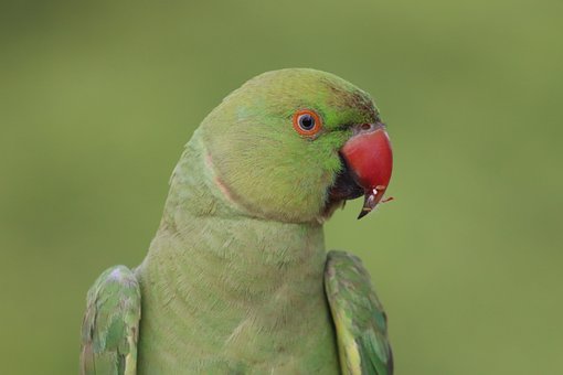 Loro, Fondo De Pantalla 4K 1920X1080