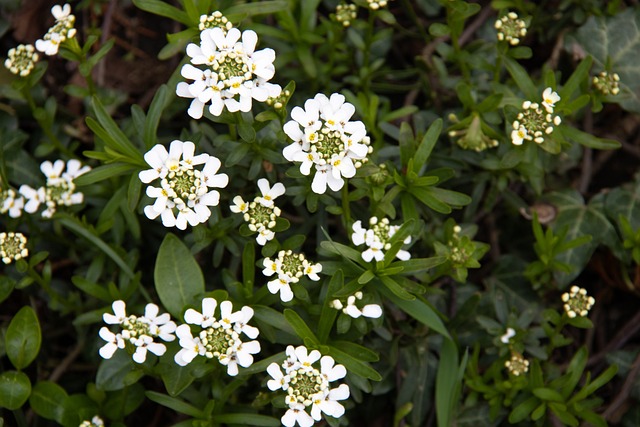 Bílé Květy, Příroda, Flora, Zahrada