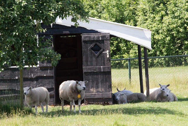 Ovce, Stádo, Luční, Chlív, Zelená