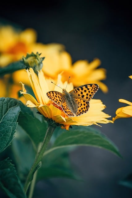 Free Butterfly Flower photo and picture
