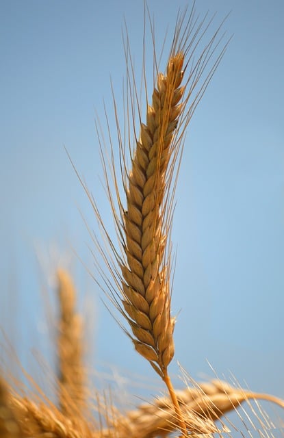 Free Wheat Ear Blue Sky photo and picture