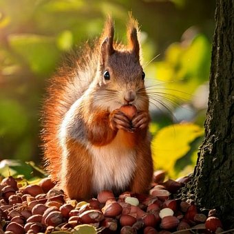 Free Squirrel Nature photo and picture