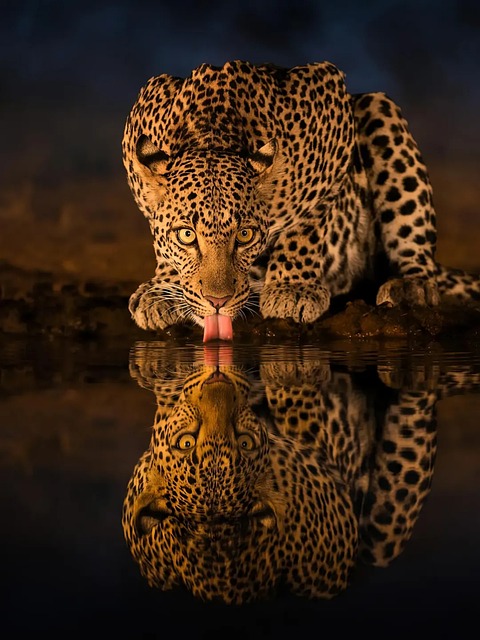 Free Leopard Nature photo and picture