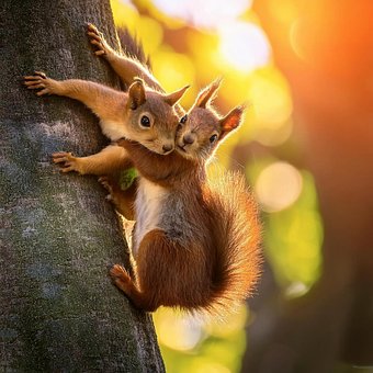 Free Branch Squirrel photo and picture