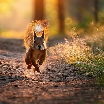 Free Squirrel Running photo and picture