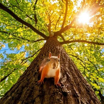 Free Tree Squirrel photo and picture
