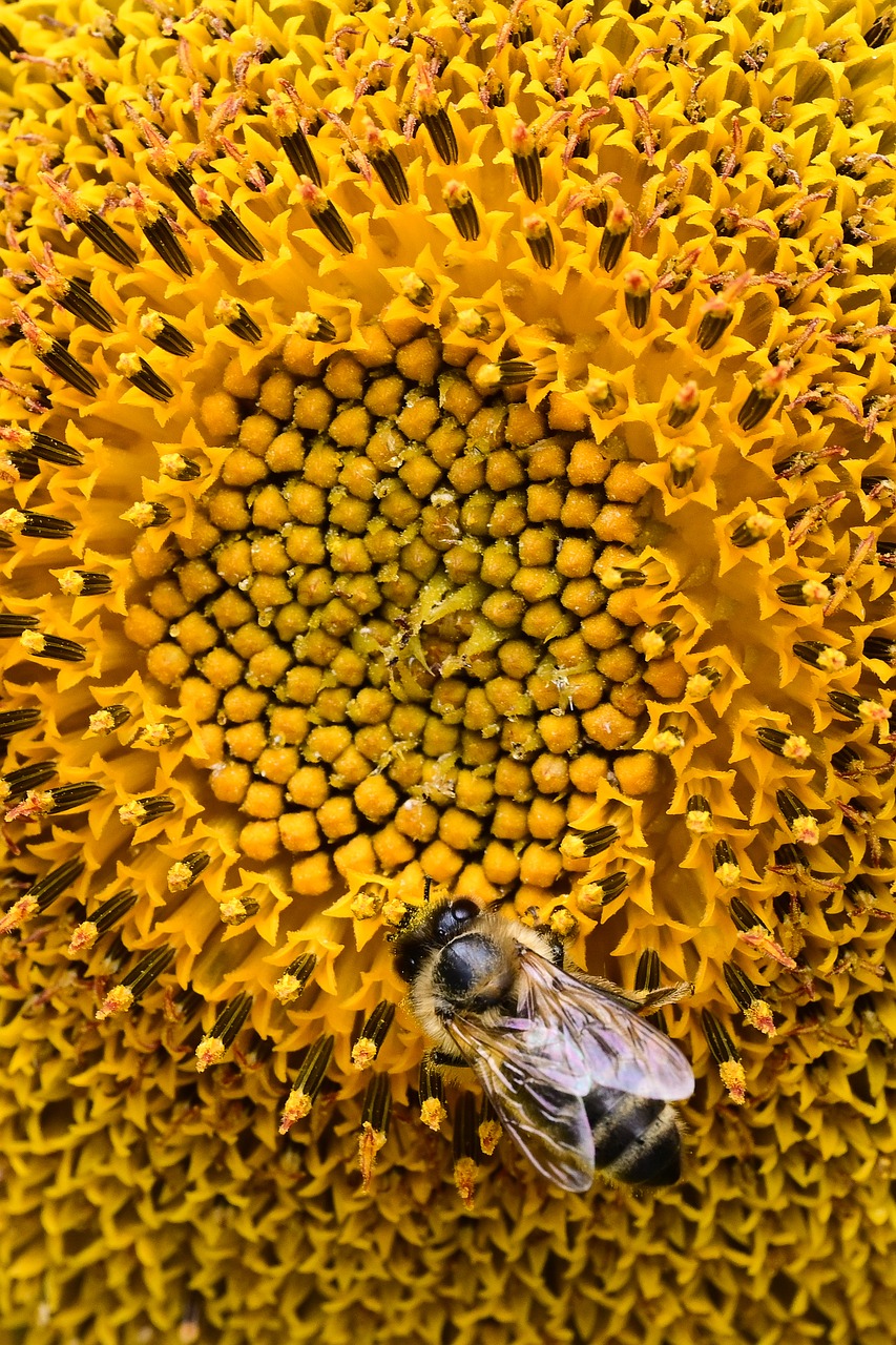 Bee Sunflower Flower - Free photo on Pixabay
