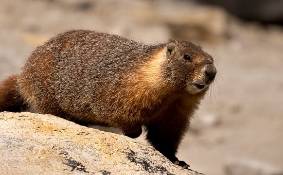 Free Marmot Rodent photo and picture
