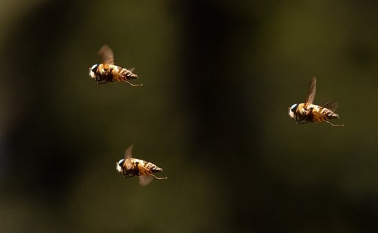 Free Bees Insects photo and picture