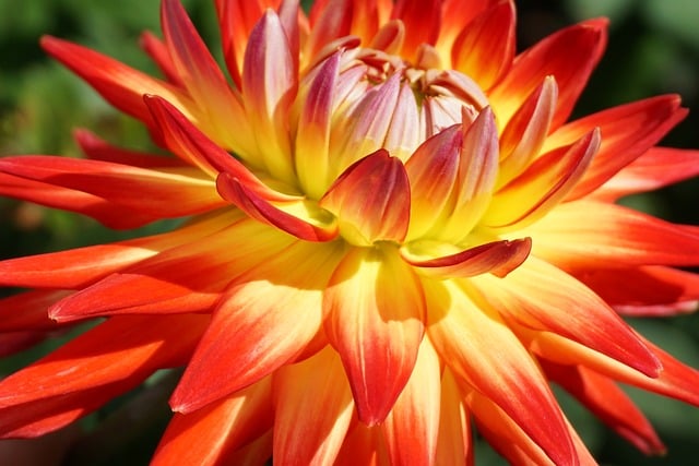 Free Dahlia Flower photo and picture