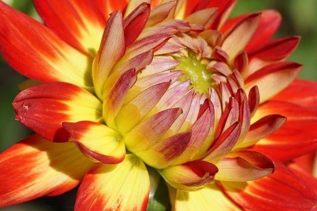 Free Dahlia Flower photo and picture