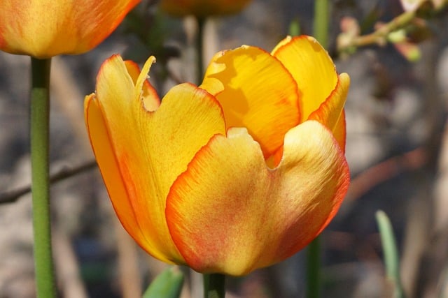 Free Tulip Flower photo and picture