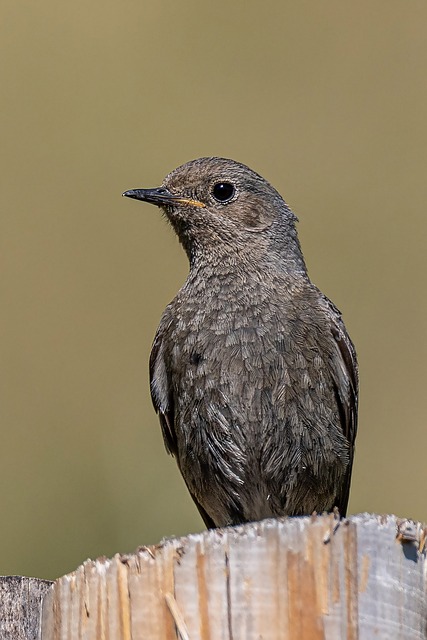 Free Bird Songbird photo and picture