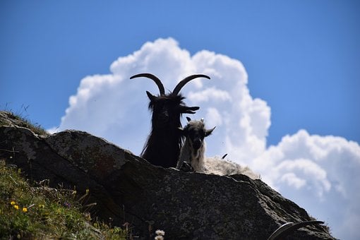 Free Goats Mountains photo and picture