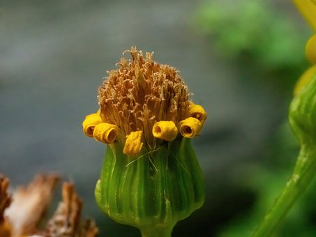Free Nature Macro Photography photo and picture