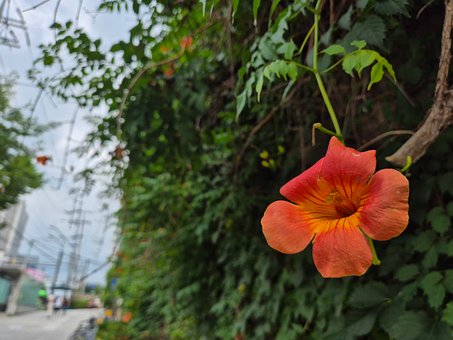 Kaprifol, Natur, Blomst, Plante, Oransje