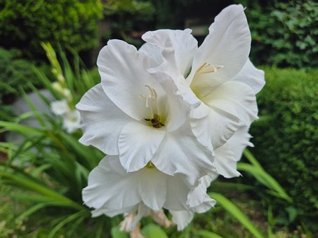 Blomst, Gladiolus, Hvit Farge, Natur