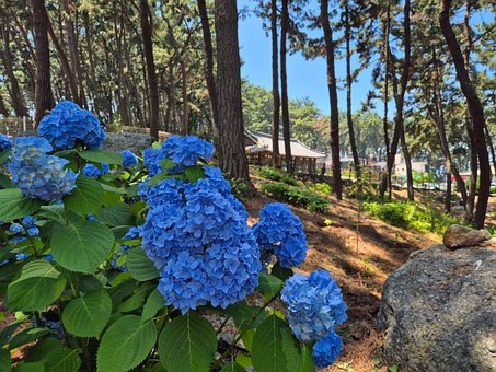 Hortensia, Blå Blomster, Skog, Sommer