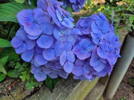 Hortensia, Lilla, Blomst, Hage, Natur